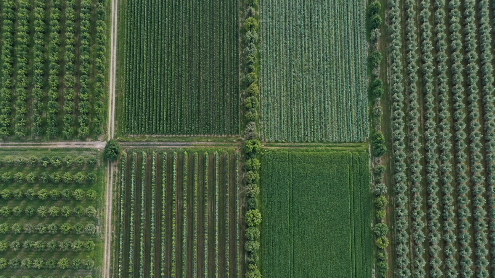 Ordered farmland seen from above
